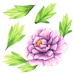 Watercolor illustration purple peonies and leaves. Clip art on white background. Background, wallpaper, Isolated, decoration and pattern.