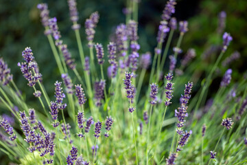 lavender field in , nacka , stockholm, sweden
