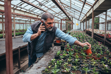 middle aged gardener working in his green house nursery