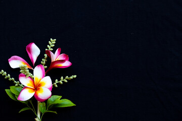 colorful flowers frangipani local flora of asia in spring season arrangement  flat lay postcard style on background black