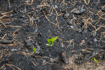 Small green sprout after a fire.