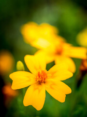 Closeup of a orange yellow Marigold flower