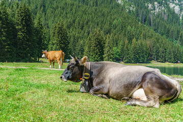des vaches laitières sont couchées au soleil sur le gazon en liberté sans barrières sur le...