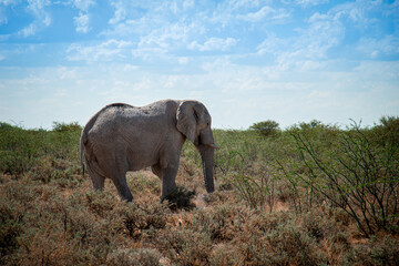 Obraz premium Elephant Namibia
