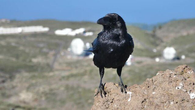 Raven Ruffling Feathers On Top Of A Rock near Roque De Los Muchachos in the Canary Islands