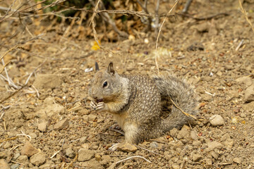 Naklejka na ściany i meble California, on the road to Carmel, close-up view of a squirrel