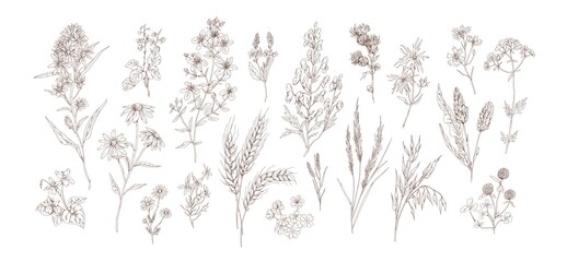Collection of different medical herbs, treatment plant, meadow flowers in detailed realistic style. Set of hand drawn outline botanical wildflowers vector illustration isolated on white background - obrazy, fototapety, plakaty