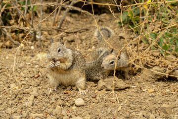 California, on the road to Carmel, close-up view of a squirrel