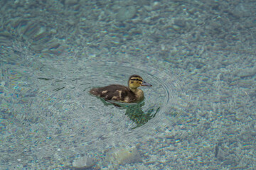 Tiny duckling in the Alpine Lake