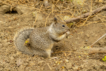 California, on the road to Carmel, close-up view of a squirrel