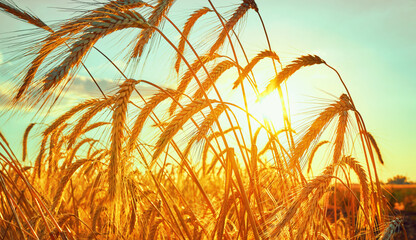 Wheat field. Ears of golden wheat close up. Beautiful Nature Sunset Landscape.
