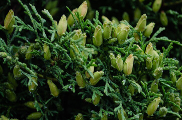 Thuja branch with cones close-up