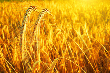 Wheat field. Ears of golden wheat close up. Beautiful Nature Sunset Landscape.