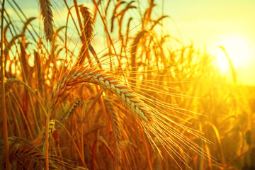 Wheat field. Ears of golden wheat close up. Beautiful Nature Sunset Landscape.