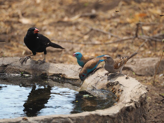 Birds drinking water in Tanzania. Dry season, brownish, brown and gray colors, dark black bird, torquoise and brown little birds, reflecting on the water, wild nature, safari