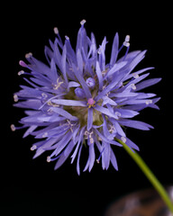 Macro lonely purple wildflower against a backdrop of green grass