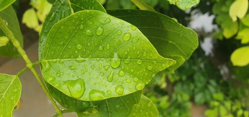 Fototapeta premium green leaf with water drops