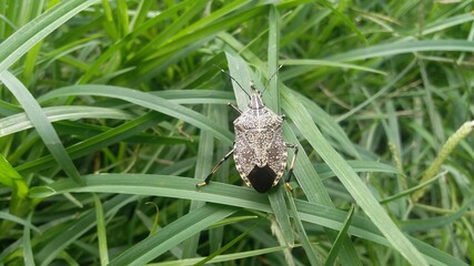 insect on grass