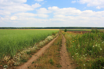Fototapeta na wymiar Country dirt road in a green field