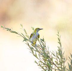 blue tit on branch
