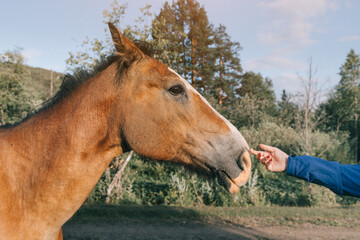 Fototapeta premium woman with her hand stroking and caressing a horse in nature. The concept of the relationship between man and animals