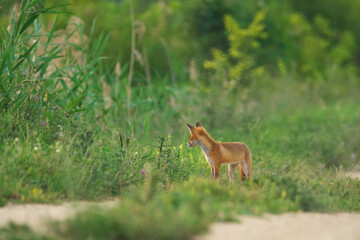 Young Red Fox - Vulpes Vulpes