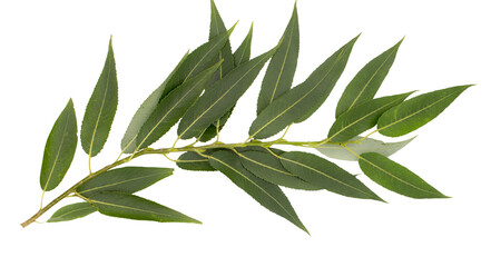 Willow branch isolated on white background © wasnoch