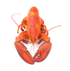 Lobster isolated on white background