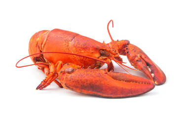 Lobster isolated on white background