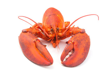 Lobster isolated on white background