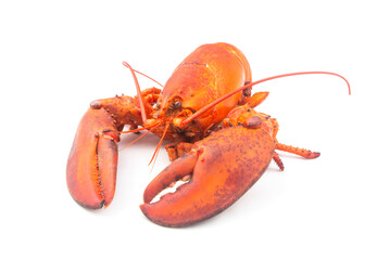 Lobster isolated on white background