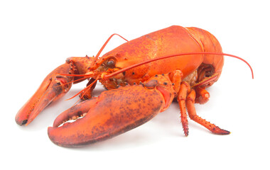 Cooked lobster isolated on white background