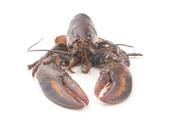 American lobster isolated on white background