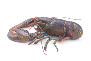 Raw american lobster isolated on white background
