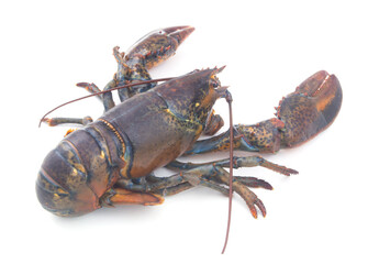 Fresh lobster isolated on white background