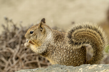 California, on the road to Carmel, close-up view of a squirrel