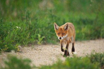 Naklejka na ściany i meble Young Red Fox - Vulpes Vulpes