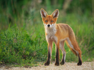 Young Red Fox - Vulpes Vulpes