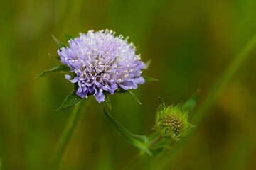 A Fairytale Close-up Shot Of The Wildflower In The Magical Czech Summer Meadow