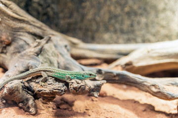 Ocellated lizard, Timon lepidus reptile portrait.