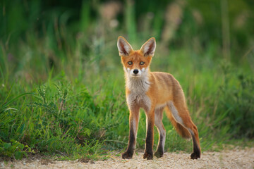 Fototapeta premium Young Red Fox - Vulpes Vulpes