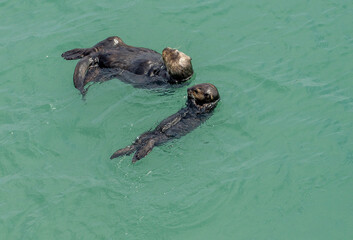 California on the way to Carmel, sea otters, mum with puppy who teaches how to break mussels