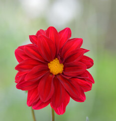 Obraz premium Dahlia