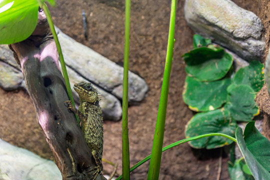 Mountain horned dragon, acanthosaura reptile lizard portrait.