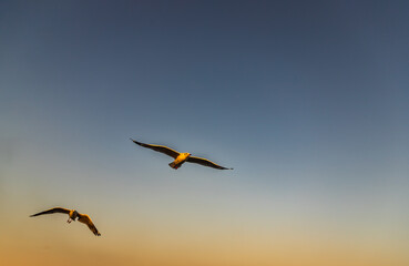 Seagulls flying spread wings in the sky at evening. Space for text, No focus, specifically.