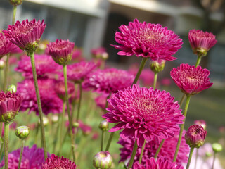 Beautiful pink color Chrysanthemums, cosmos flowers blooming in the​ garden.