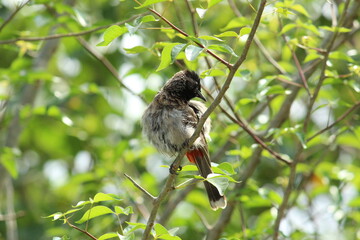 one Red Vented Bulbul bird or one bird sitting on the tree or tree branch on the morning with white background