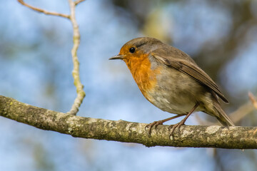 Fototapeta premium Petirrojo