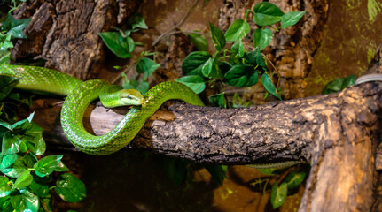 Red tailed racer, Gonyosoma oxycephalum snake relaxing on a branch.