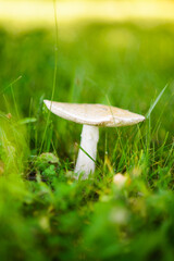 Close-up photo of a white mushroom
